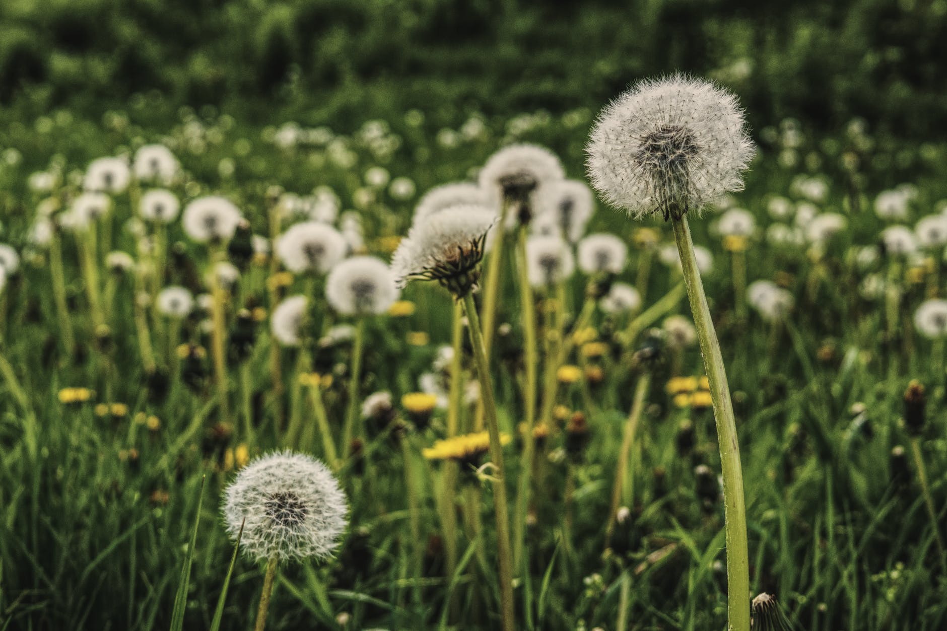 dandelion-meadow-spring-common-dandelion-958653.jpeg